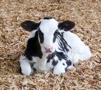 Ambitious goals set  in dairy plan post image