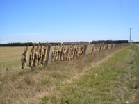 Fox bounty post image