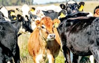 Tag prices lowest in Australia post image