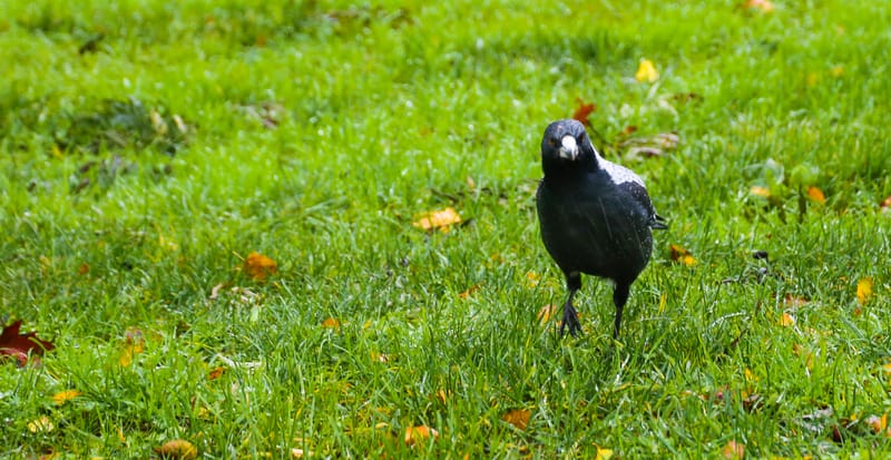 Swooping season is here again post image