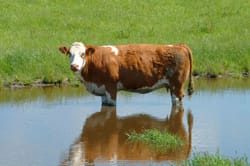 Heat stress in cattle post image