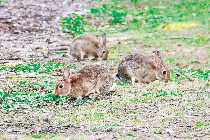 Parks overrun with rabbits post image