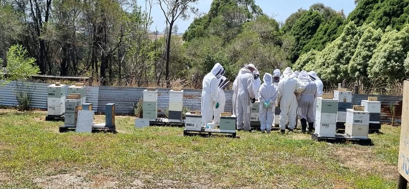Destructive mite threatens local hives post image