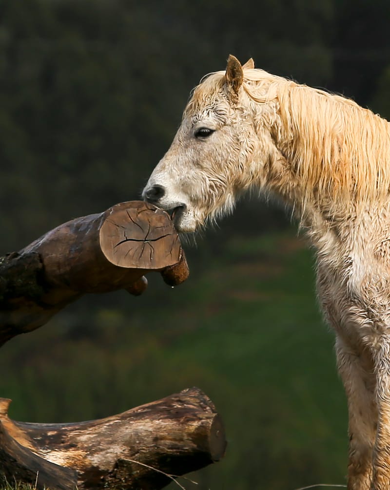 Equine virus in Gippsland post image